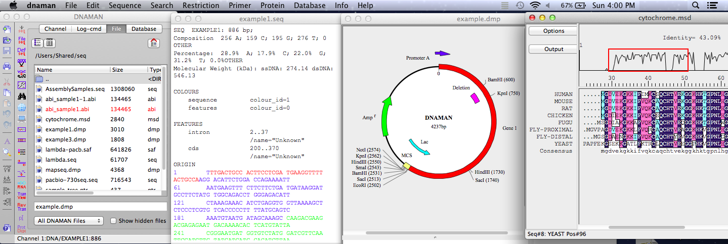 DNAMAN macOS desktop interface