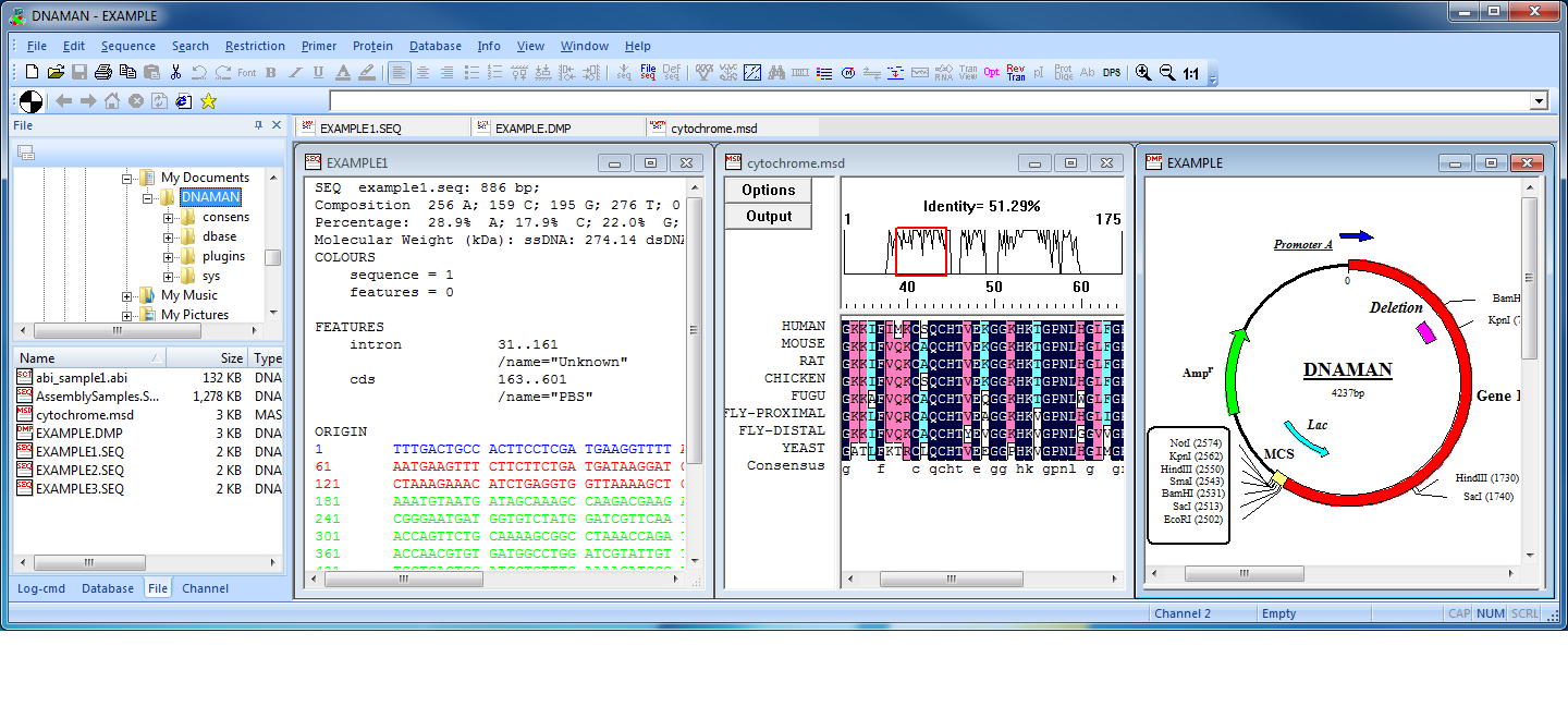 DNAMAN Windows desktop interface