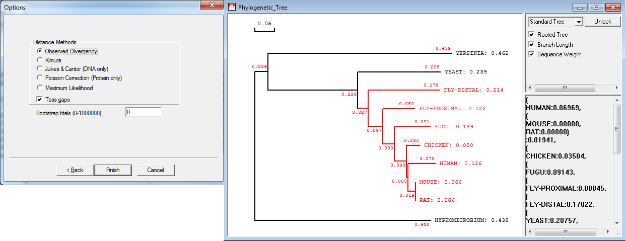 DNAMAN phylogenetic tree interface